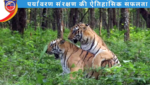 भारत में बाघों की संख्या बढ़कर 3,682: पर्यावरण संरक्षण की ऐतिहासिक सफलता